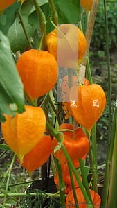 美团金融分期逾期3天 美团金融分期逾期3天