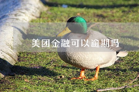 美团金融可以逾期吗 美团金融可以逾期吗