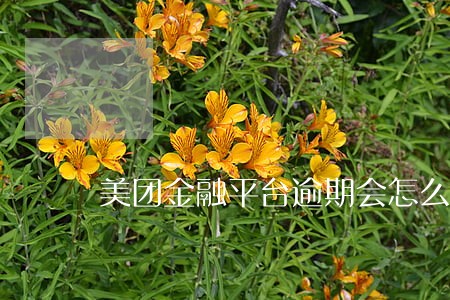 美团金融平台逾期会怎么样