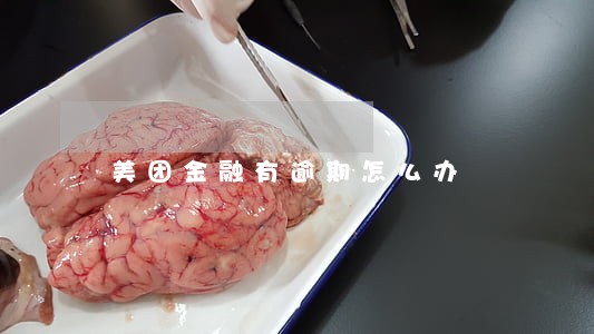 美团金融有逾期怎么办 美团金融有逾期怎么办
