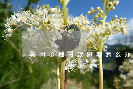 美团金融贷款逾期怎么办 美团金融贷款逾期怎么办