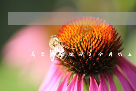 美团金融逾期3个月以上 美团金融逾期3个月以上