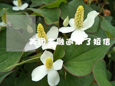 美团金融逾期了短信 美团金融逾期了短信