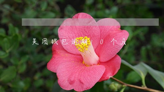 美团钱包逾期10个月 美团钱包逾期10个月