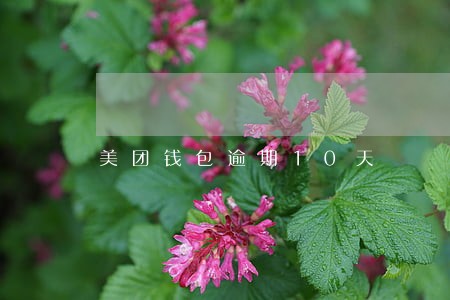 美团钱包逾期10天 美团钱包逾期10天