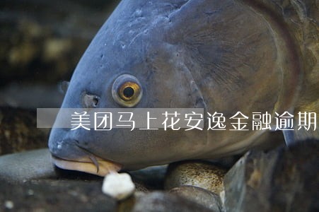 美团马上花安逸金融逾期 美团马上花安逸金融逾期