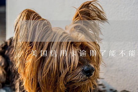 美国信用卡逾期了能不能取出来 美国信用卡逾期了能不能取出来