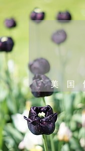 美国信用卡逾期处理 美国信用卡逾期处理