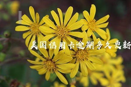 美国信用卡逾期多久更新 美国信用卡逾期多久更新
