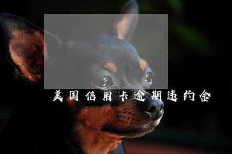 美国信用卡逾期违约金 美国信用卡逾期违约金