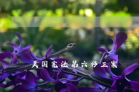 美国宪法第六修正案 美国宪法第六修正案