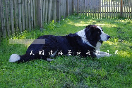 美国旅游签证逾期后果