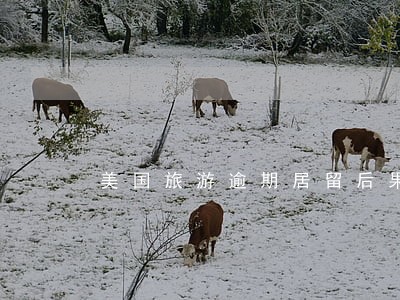美国旅游逾期居留后果严重吗 美国旅游逾期居留后果严重吗