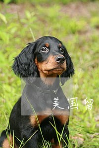 美国留学生逾期后果 美国留学生逾期后果