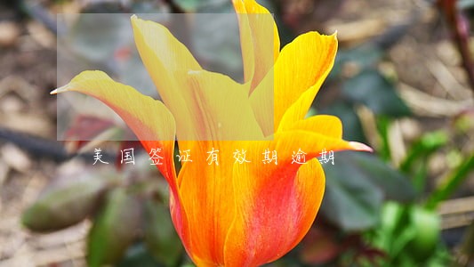 美国签证有效期逾期