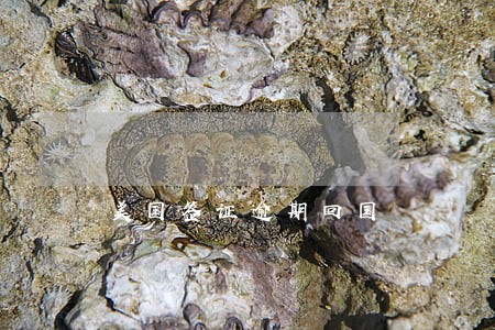 美国签证逾期回国 美国签证逾期回国