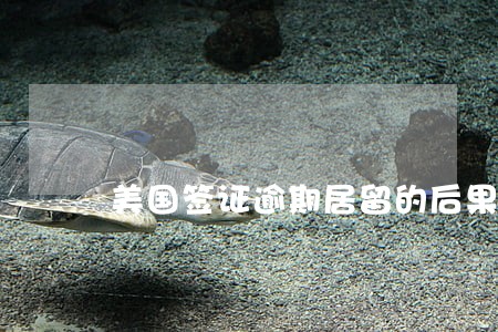 美国签证逾期居留的后果 美国签证逾期居留的后果