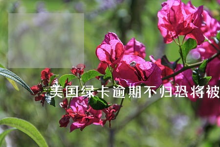 美国绿卡逾期不归恐将被取消 美国绿卡逾期不归恐将被取消