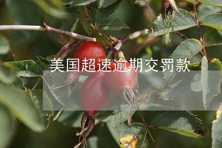 美国超速逾期交罚款 美国超速逾期交罚款