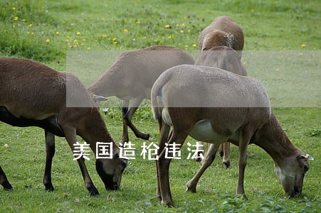 美国造枪违法 美国造枪违法