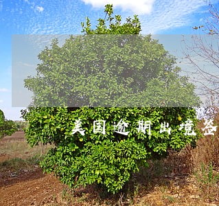 美国逾期出境签证一亩三分地 美国逾期出境签证一亩三分地