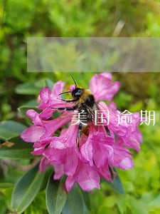 美国逾期滞留四个月