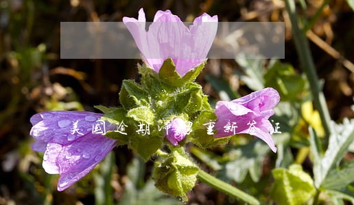 美国逾期滞留重新签证 美国逾期滞留重新签证