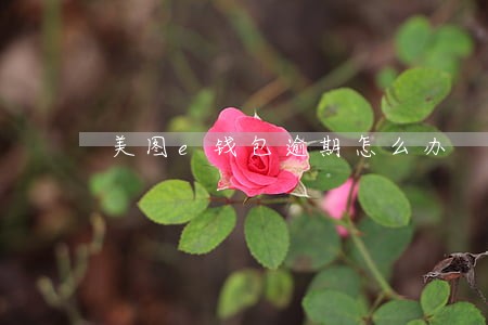 美图e钱包逾期怎么办 美图e钱包逾期怎么办