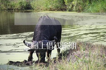 美图上借钱逾期 美图上借钱逾期