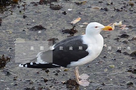 美图借款逾期被外围打电话要挟 美图借款逾期被外围打电话要挟
