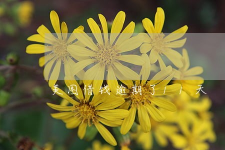 美图借钱逾期了11天 美图借钱逾期了11天