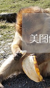 美图借钱逾期了能做美团骑手吗 美图借钱逾期了能做美团骑手吗