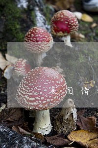 美图借钱逾期会上门吗 美图借钱逾期会上门吗