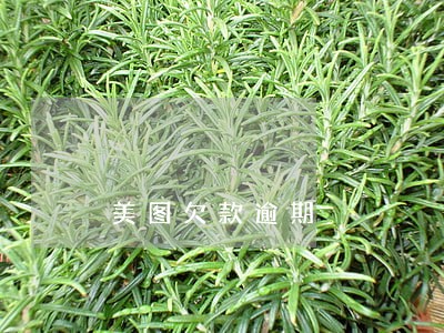 美图欠款逾期 美图欠款逾期