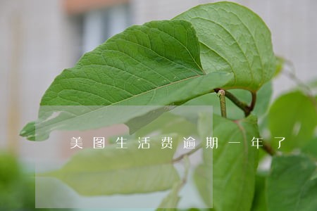 美图生活费逾期一年了 美图生活费逾期一年了