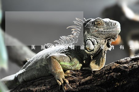 美图生活费逾期发的有地址的短信 美图生活费逾期发的有地址的短信