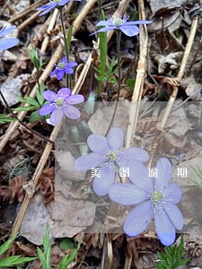 美图逾期利息怎么算