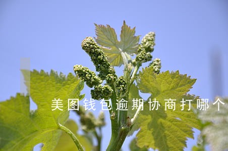 美图钱包逾期协商打哪个电话 美图钱包逾期协商打哪个电话