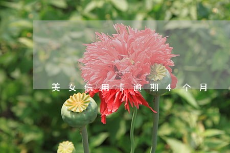 美女信用卡逾期4个月