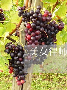 美女律师西瓜影音 美女律师西瓜影音