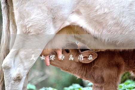 美女律师高清在 美女律师高清在