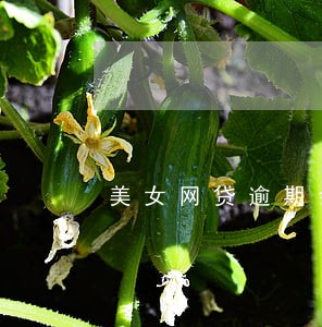 美女网贷逾期会怎样