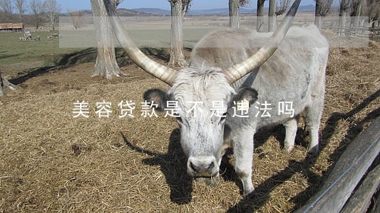 美容贷款是不是违法吗 美容贷款是不是违法吗