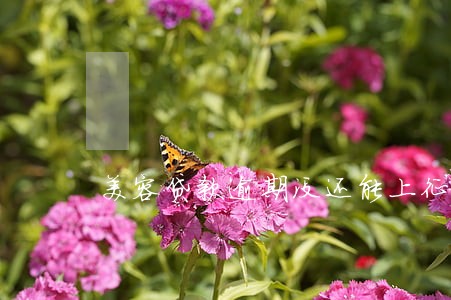 美容贷款逾期没还能上征信吗 美容贷款逾期没还能上征信吗