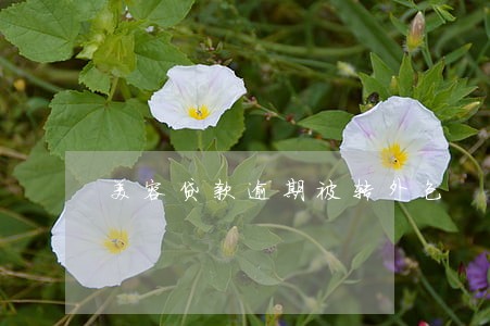 美容贷款逾期被转外包 美容贷款逾期被转外包