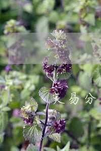 美易分逾期一年 美易分逾期一年