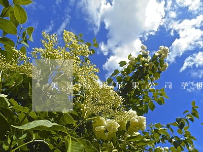 美法院判苹果公司垄断 美法院判苹果公司垄断