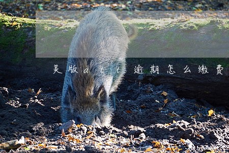 美版att逾期怎么缴费 美版att逾期怎么缴费