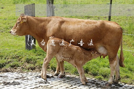 美白违法广告法