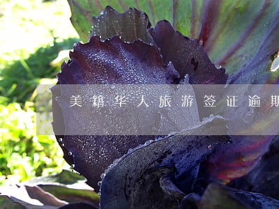 美籍华人旅游签证逾期 美籍华人旅游签证逾期